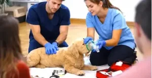 CURSO PRIMEROS AUXILIOS MASCOTAS